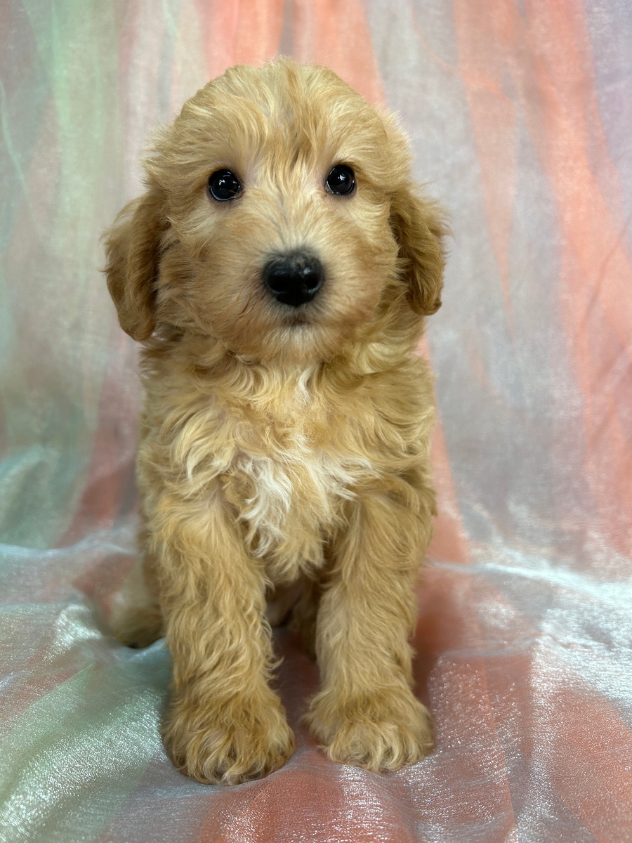 Blonde and Red Male Schnoodle Schnoodle Puppy for Sale DOB 9-5-2026 $950